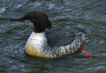 Goosander - Female - Isle of Lewis - Western Isles Bird Sightings