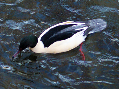 Goosander - Western Isles