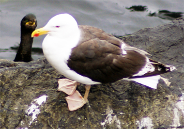Common Gull - Western Isles