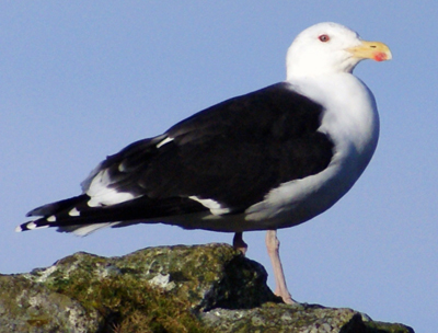 Common Gull - Western Isles