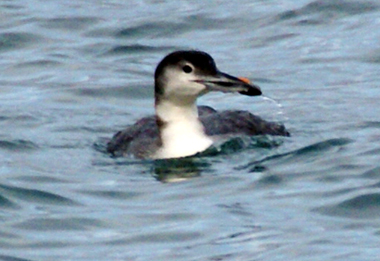 Great Northern Divers - Western Isles