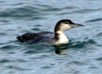 Great Northern Diver - Western Isles