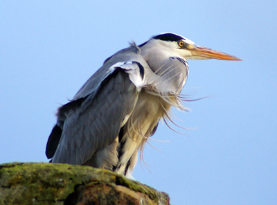 Grey Heron - Western Isles