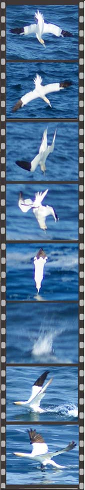 Gannets Diving Isle of Lewis