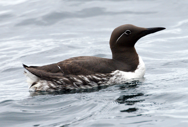 Guillemot- Western Isles