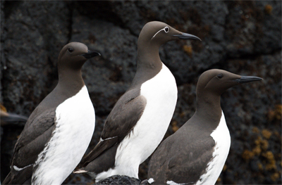 Three Guillemots - Western Isles