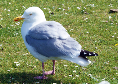 Herring Gull - Western Isles
