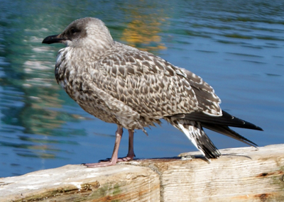 Herring Gull - Western Isles