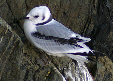 Hooded Crow - Western Isles Bird Sightings