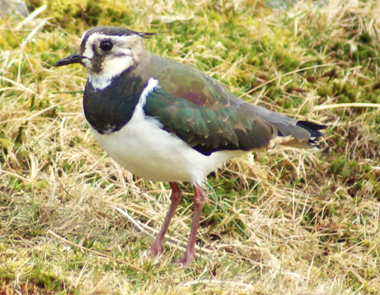 Dunlin - Western Isles