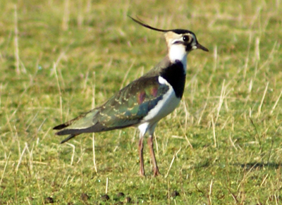 Lapwing - Western Isles