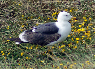 Lesser Black Backed Gull - Isle of Lewis- Western Isles