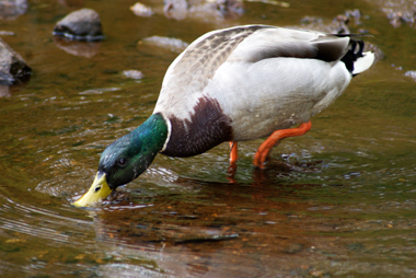 Mallard - Western Isles