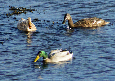 Mallards - Western Isles