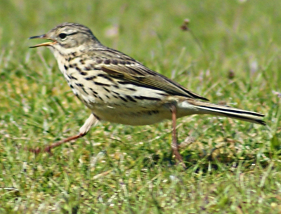 Chaffinch - Western Isles