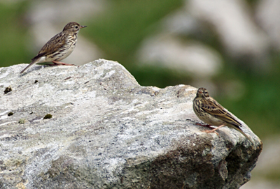Female Chaffinch- Western Isles