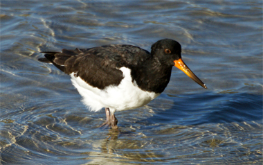 Oyster Catchers - Western Isles