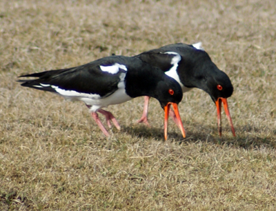 Grey Heron - Western Isles