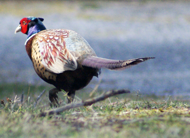 Pheasant - Western Isles Bird Sightings