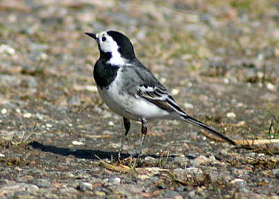Female Chaffinch- Western Isles