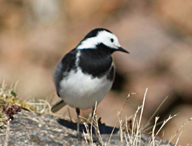 Pied Wagtail - Western Isles