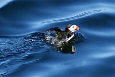 Golden Plover - Isle of Harris - Western Isles