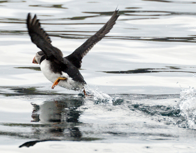 Golden Plover - Western Isles