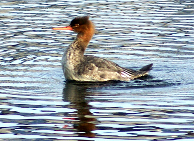 Red Breasted Merganser - Western Isles