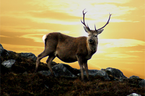 Deer Stag - Outer Hebrides