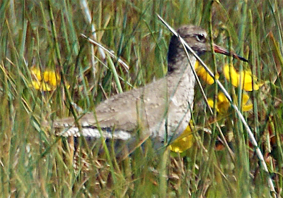 Redshank - Western Isles