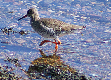 Redshank - Western Isles