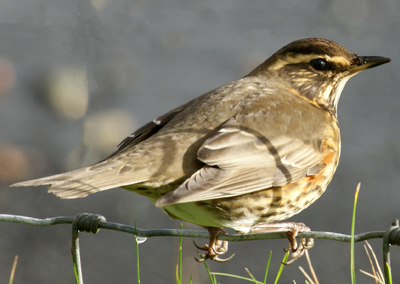 Redwing - Western Isles