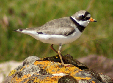 Ringed Plover - Western Isles