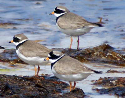 Ringed Plovers - Western Isles