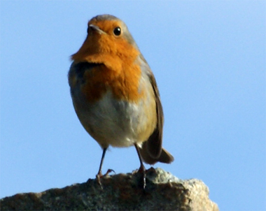 Robin - Western Isles Bird Sightings