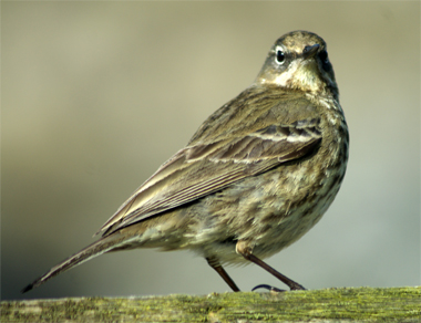 Oyster Catchers - Western Isles