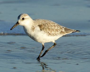Grey Heron - Western Isles
