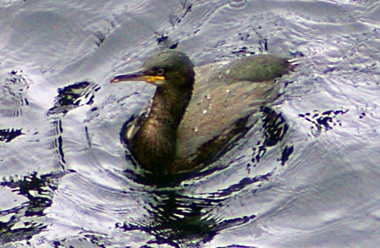 Dunlin - Western Isles