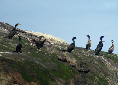 Buzzard - Western Isles