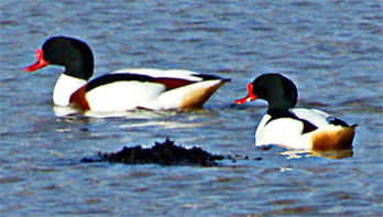 Shelduck