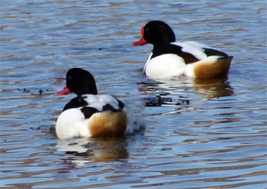 Shelduck - Bird Sightings - Stornoway - Western Isles