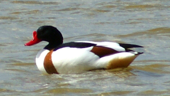 Female Tufted Duck