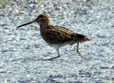 Snipe - Western Isles Bird Sightings