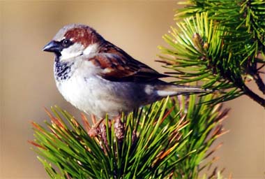 Sparrow - Housesparrow - Western Isles Bird Sightings
