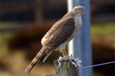 Sparrowhawk Western Isles Bird Sightings