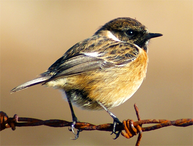 Dunlin - Western Isles