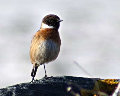 Lapwing - Western Isles