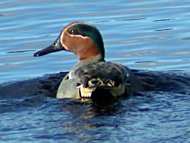 Teal - Western Isles Bird Sightings