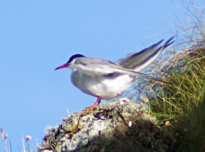 Lapwing - Western Isles