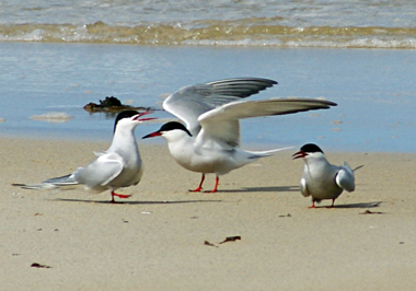 Dunlin - Western Isles